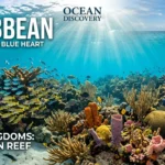 dive into paradise your ultimate caribbean snorkeling scuba 2026 04 28